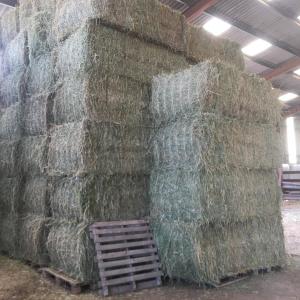 Vente de Foin  - matiere vegetale foin conventionnel prairie naturelle 2022--bottes carrées et rondes--poids- 500 kg/b--quantité- 1000----