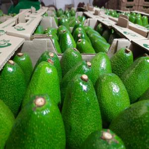 Avocat de qualiter au kenya - fruits et légumes avocat près pour l'export présentement au kenya précisé nous votre port de livraison,  la quantité que vous désirez,  et nous livrons par avion ou bateau 