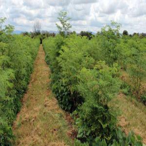 Grand stock de poudre de moringa en vente - semence graine plant pas besoin de vous rappeler la place que occupe le burkina faso dans la production de moringa,  nous sommes une société de production collaborant avec des agriculteurs locaux de moringa. actuellement nous avons a notre disposition pret de 2 tonnes de poudre de moringa pret à etre