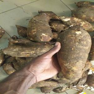 Manioc en grande quantité en côte d'Ivoire - fruits et légumes manioc bocou 5 disponible bord champ dans une plantation de 4, 5 ha à agboville (aboudé)--quantité estimée à 100 tonnes minimum--spécifications - manioc doux et sucré bon pour tout usage----prix - 90-110 francs cfa /kg--selon la quantité demand&