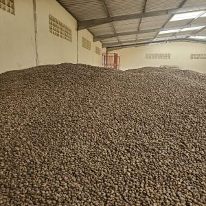 Acajou de l'Afrique de l'ouest  - fruits secs et graines grillées nous cherchons des clients pour notre stock de 80 tonnes noix de cajou. ----nous sommes basés en république de guinée 