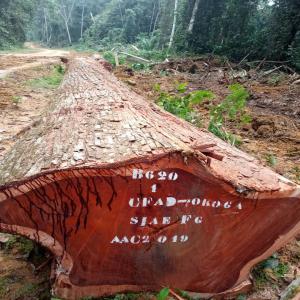 Vente de bois divers du Gabon - Industrie exploitation nous sommes une petite pme qui fais dans l'import export du bois. je suis a la recherche des partenaire dans la vente et la commercialisation du bois du gabon.