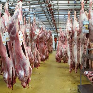 Volailles et Viandes rouges disponibles  - viandes et oeufs disponibilité - --- poulet entier ou morceaux.--- viande agneau et bœuf.--- conditionnements selon besoin*--- prix ttc cif.--