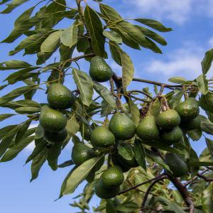 Vente ferme d'avocat  - mine terrain concession vente une grande ferme d'avocat au maroc de 71 hectares avec des bâtiments,  logement des 95 vaches disponibles plus unité de production du lait et plusieurs bâtiments et matériaux agricoles.--pour toutes informations complémentaires merci de nous contacter. 