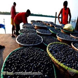 fournisseur d'açaí du brésil - fruits et légumes je vends du açaï.--nous actuellement le moins cher sur le marché. et nous offrons un produit de très bonne qualité.--livré partout en europe et à temps surtout.(france)