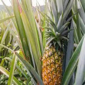 DIFFERENTES TYPE DE CEREALES - fruits et légumes nous disposons de quelque quantité d'ananas (fruit)nous offrons oci des variété de fruit et légumes (mangue,  tomate,  orange,  poivron vert