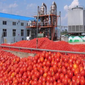 Créez une Usine de Concentré de Tomate de 5 T/H - conseil et formation cette unité dispose d'une capacité de transformation de 120 tonnes de tomate en concentré en 24 heures,  soit 5 tonnes par heure.--à partir de 5 tonnes de tomates fraîches,  cette unité peut produire 1 tonne de double concentré à 28-30% de densit&