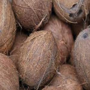 Recherche de fournisseur de noix de coco Cameroun - fruits et légumes pour des besoin d'activité de notre entreprise basé au cameroun,  nous recherchons des fournisseurs de noix de coco sèches et matures pour l'extraction de l'huile. 