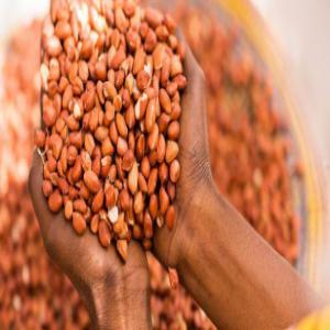 Arachide frais et bio de Madagascar - céréales nous vendons des grains secs en particuliers les arachides,  collecter directement des agriculteurs locaux.