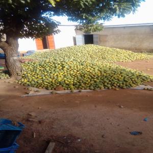 Vente de Mangues Brooks en quantité industrielle  - fruits et légumes c'est la grande saison des mangues au burkina faso.nous disposons de mangues brooks en très grande quantité disponible a bobo dioulasso.disponible en vrac avec possibilité de contionné dans des sacs de 100 kg.