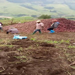 Pommes de terres Africain en stockage  - semence graine plant bonjour,  les pommes de terre sera à votre disponibilité moyennant de tone et des kilos vous voudrez,  c'est sont des pommes de terre qui quittera le champ lors vous aurez commander,  donc le propriétaire vend le champ puis on sème et vous envoie en état encore mati&e