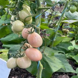 Tomates en stock  - fruits et légumes nous avons les tomates en stock --nous recherchons aussi des partenaires qui veulent acheter les meilleurs tomates en côte d'ivoire 