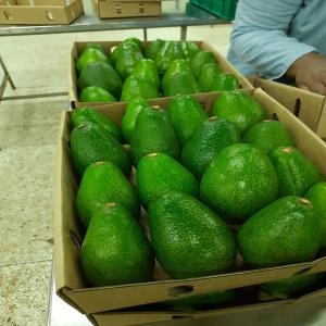 Avocat du kenya  - fruits et légumes nous sommes à mesure de fournir de l'avocat en provenance du kenya en grande quantité possible de livrer partout dans le monde.--nous avons deux variétés d'avocat qui est hass et fuerte.-- emballage fait pour les cartons de 4kg et les cartons de 10kg.-- a.)prix fob de la 