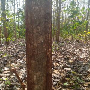 Bois de teck - bois charbon fibre je recherche de partenaires ou entreprises locale ou international pour la liquidation de bois de teck sur une parcelle de 4ha.--aussi d'autres produits comme la banane plantain, la mangue sont ceux auxquels nous pouvons vous approvisionner en quantité suffisante.