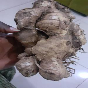 Vente curcuma  - fruits et légumes bonjour nous disposons d'une importante quantité de curcuma en guinée conakry et nous cherchons des clients potentiels--merci de nous contacter si vous etes intéressé 