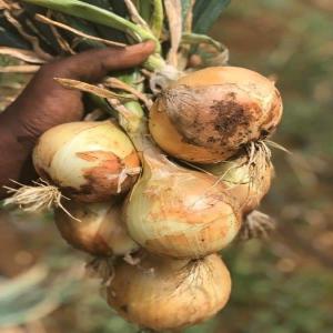 Vente des matières premières agro-alimentaires 