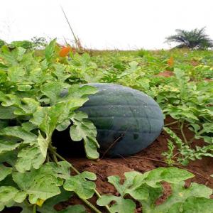 VENTE DES PASTÈQUES  - fruits et légumes du nouveau !!!--nous sommes depuis congo kinshasa,  nous sommes en pleine récolte de pastèques d'une très bonne qualité et vraiment grosses; et nous cherchons des acheteurs au niveau de la france. --pour toutes les précisions,  prière nous contacter ----