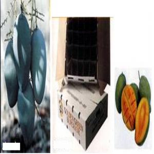 Mangos from Indonesia - fruits and vegetables dear sir/madam,  (hs 080450)--we would like to offer- mangos. variant- arumanis and manalagi. our mangos (mangifera indica) arumanis can be classified into three categories base on weight,  as follow- 450gr - up (jumbo),  350gr - 450 gr (standard),  250gr - 350gr (cherry). preshipment process- wash with