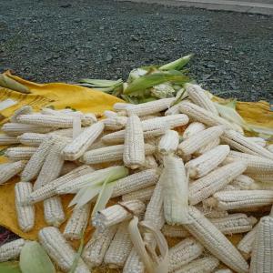 White Corn - seed plant seed white cameroonian corn, grown and stored in sacs of 100kg each for the sake of rapid delivery.--weight-100kg--type- organic (natural)----