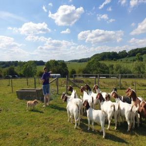 Chèvres Boer Moutons et Vache Disponible - animaux vivants nous fournissons des chèvres boer,  des taureaux d'abattage et d'engraissement de moutons et de bœuf,  de la viande de carcasse de bœuf,  des génisses gestantes et des vaches laitières ainsi que des commandes spéciales de clients en fonction de la demande actuell