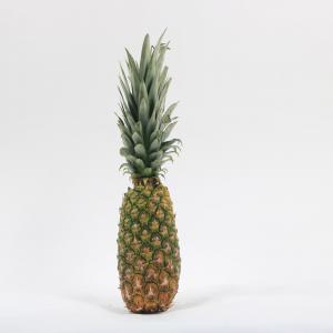 Ananas pain de sucre BIO Benin - fruits et légumes bonjour, --nous recherchons des clients potentiels qui travaillent dans le domaine des fruits et légumes et surtout l’ananas pain de sucre origine bénin intéressés par l’achat en gros de ce produit.--nous pouvons également fournir d’autres produits agricoles telles 