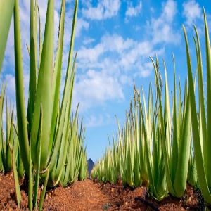 Gel d'aloe Vera (aloès) - fruits et légumes nous sommes une association de producteurs de d'aloès d'excellente qualité. nous pourrions vous en conditionner sous plusieurs formes  dont celle de gel.--gros potentiel de production -