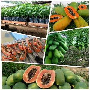 Bien être - fruits et légumes je dispose de plusieurs fruits et légumes en quantité suffisante ananas avocat de la papaye verte de bonnes qualités et bien d'autres choses très intéressantes riche