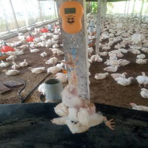 Poulet de chaire disponible  - animaux vivants bonjour,  nous disposons d'une ferme de poulets et nous recherchons des potentiels acheteurs. restaurateur distributeur soit les grandes structures ou petites. notre ferme produit 2500 poulets de chair par mois nos poulets font entre 2, 0kg et 2, 5kg le moi prochainnotre ferme produira jusqu'a 6000 pou