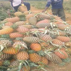 Bien être des fruits de bonnes qualités - fruits et légumes il ya rien a dire des fruits de bonnes qualités a quantité énorme pour le bien etre de la société . des ananas avocat des pommes de terre des avocats de très bonnes qualités .tous se dons nous avons besoin est d'avoir un partenariat afin de vous livre