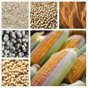 cereals supplier - cereals hello we supply raw materials like cereals and rcn--don't hesitate and contact us directly for any cereals order----dm for quotation------nb - loi or icpo must be provide for any order