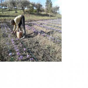 Vends pistils de safran de qualité en destockage - épices aromates agricultrice à buis les baronnies,  depuis 2014,  je cultive du safran dans la drôme provençale,  selon le mode d'agriculture biologique,  pour vous garantir une traçabilité fiable,  et une qualité exceptionnelle ---goût,  arôme et parfum (caracté