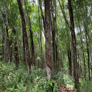 Recherchons des clients pour vieux bois d'hévéa - bois charbon fibre nous disposons de plus de 10 000 hectares de vieux bois d'hévéa de plus de 25 ans pour lesquels nous voulons des acheteurs. les plantations sont autour d'abidjan.--nous pouvons également vous mettre à disposition des jeunes plants d'hévéa en vente.--la vente