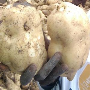 Patates douces, Gombo, Haricots, Maïs et Piments