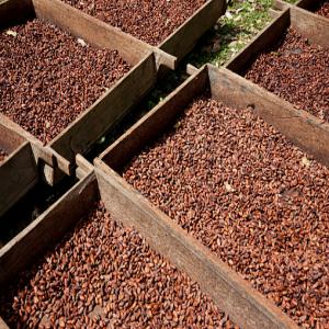  du Cacao café pour le compte de la campagne 2022 - café cacao thé bonjour nous sommes une coopérative au cameroun et nous mettons en vente notre produit cacao café pour le compte de la campagne 2022 nous avons la possibilité de fournir 100000 tonnes de fève g1 et 25000t du café arabica et robusta.nous ne répondrons qu'aux 