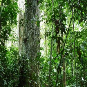 Essence bois de bonne qualité  - bois charbon fibre je possède des hectares de forets vierges encore inexploité,  dans le département du nyong ekelle région du centre,  cameroun . a cet effet je recherche des partenaires ou clients potentiel pour exploitation( abattage,  sciage,  extraction et commercialisation) du bois. dans 