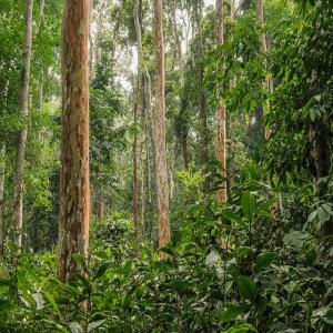 Essences bois  - bois charbon fibre --je possède des hectares de forets vierges encore inexploité,  dans le département du nyong ekelle région du centre,  cameroun . a cet effet je recherche des partenaires ou clients potentiel pour exploitation( abattage,  sciage,  extraction et commercialisation) du bois. dan