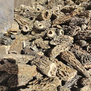 VENTE MORILLES SECHEES - IMPORTATEUR DIRECT - champignon levure bonjour, --nous importons en direct et pouvons vous fournir des morilles (spéciales,  extra,  traiteur) et autres champignons séchés (patagonie,  inde,  europe..etc.).--stocks en france,  disponibilité immédiate.--en vrac,  poches 1kg,  tubos 500g,  nous nous adaptons &agra