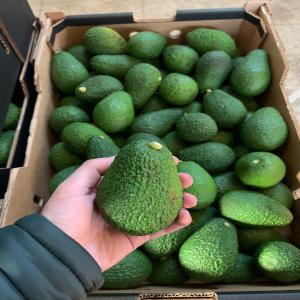 Avocado from morocco  - fruits and vegetables we are a supplier of fresh products from morocco and we are looking for a business plan for the upcoming seasons such as avocado and strawberry. 