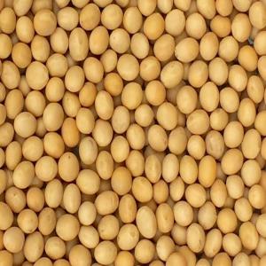 NON-GMO soybeans grade 1 (human consumption) - cereals hi, --need a serious non-gmo soybean supplier----commodity -non-gmo soybean grade 1( human consumption)----origin- brazil/ argentina----destination - asp china----incoterm 2020- cif----inspection - ccic/ciq--payment - 100% dmc(mt700) irrevocable,  non transferable,  confirmed and operative at sight,  mt