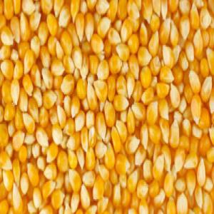 YELLOW CORN-GMO (A) - cereals yellow corn-gmo (a)--product type- gmo fit for human consumption,  protein 8%--origin- brasil--terms- cif aswp,  china--packing- bulk-sacs 50 kg--quantity / price- 12.500 mt x 12 = $375 mt sblc/ dlc--50.000 mt x 12 = $365 mt sblc / dlc--100.000 mt x 12 = $355 mt sblc/ dlc