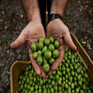 HUILE EXTRA VIERGE D'OLIVE SICILIEN  - huiles nous sommes une entreprise agricole sicilienne,  placée dans le territoire de selinunte depuis 1905. nous produisons la ''nocellara del belice ,  un cultivar d'oliviers qui se trouve seulement dans ce territoire avec une reconnaissance igp on fournit donc- olives et huiles extra vierge d'olive 