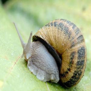 Looking for a partner to sell our snails - live animals hello, --we have a large quantity of snails for sale. breeding in the region of el jadida (morocco)--our goal is to export our production to europe. we company is being created to ensure export.--we are looking for a supplier for a wholesale contract for live snails. the quantity can be adapted to yo