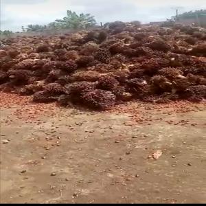 Huile de palme qualité CPO 1 en stock - huiles huiles de palme en stock --- qualité =cpo1--- commande minimum= 1000 tonnes---production journalière= 500tonnes---localité du stock= cote d'ivoire / bonoua----