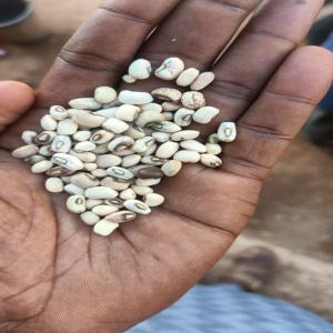 Disponibilite de Niebe blanc 100tonnes - céréales bonjour a tous je suis a la recherche d'acheteur de niebe blanc disponible jusqu'a 100tonnes a niamey dans mon pays le niger