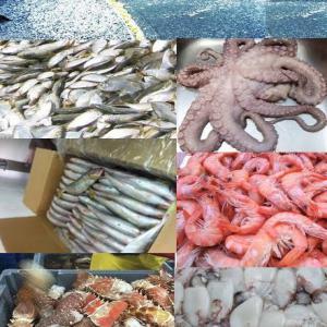 poissons frais et congeler - poissons notre societe situer a la mauritani avec ses produits de mer frais et congelé de bonne qualiter en respectant les regles de reservation des produits de-- mer --nous sommes a la recherche des client dans tous les pays -- 