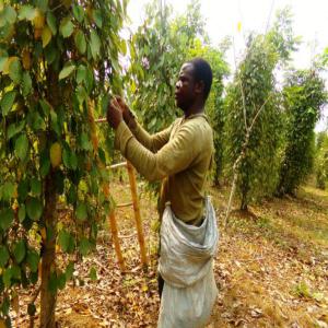 Vente du poivre blanc et noir de Penja - épices aromates notre entreprise est le représentant légale de nombreux producteurs camerounais de poivre blanc de penja,  l'épice la plus consommée et la plus appréciée des chefs. pour des besoins en grande quantité de poivre de penja,  je peux vous les fournir partou