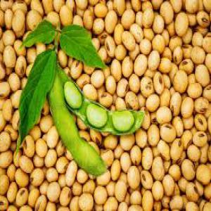 BENIN SOYBEAN - cereals our company has a huge quantity of soybean - origin benin republic. we can supply you up to 10, 000 mt per month. our fob price is 650$ per mt and we accept 100% lc at sight. kindly contact us for your order. thanks !