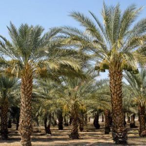 Palmiers - autres palmiers avec nombreux taille ,  sur casablanca ,  assurer l' arrachement et ainsi la plantation livraison par tout au maroc.