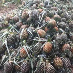 Fruits (ananas, pastèque, banane...) En stock  - fruits et légumes fruits et légumes de tout genre (ananas,  pastèque,  banane,  orange...) disponible en grande quantité depuis le cameroun 