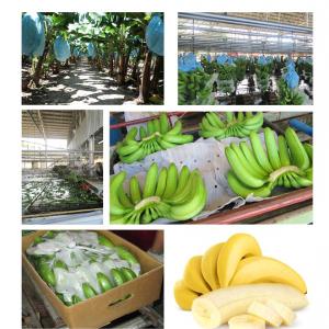 Banana Cavendish - fruits and vegetables dear sir/madam,  (hs 080300)--we would like to offer- banana (musa paradisiaca). variant- cavendish (giant). before packed in carton box banana is washed with clean water and fungicide liquid. one carton box consist of 5-6 hands with nett weight- 13-16 kg. every hand consist of 12 to 14 fingers. ship